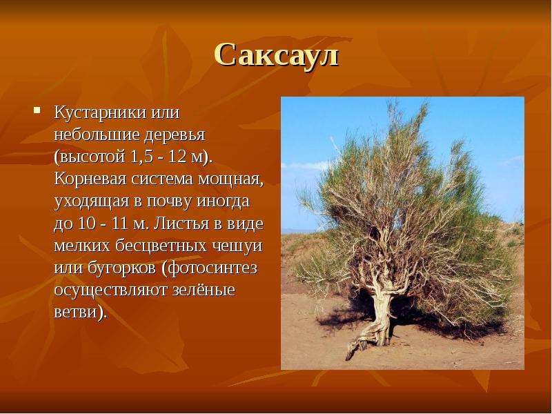 Саксаул Кустарники или небольшие деревья (высотой 1,5 - 12 м). Корневая система мощная, уходящая в п
