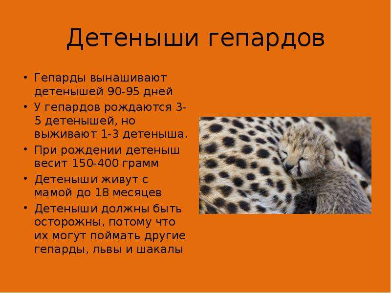 Презентация о гепарде