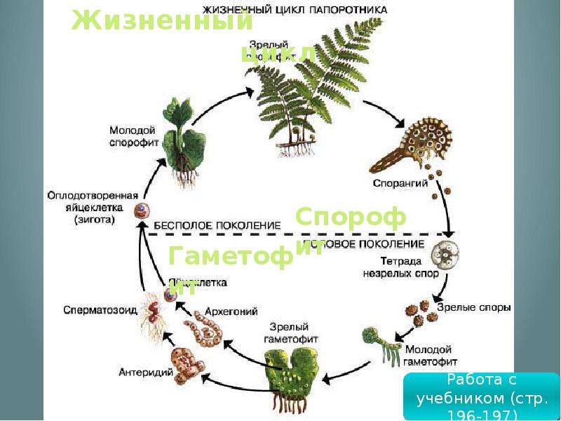 Гаметофит папоротника фото