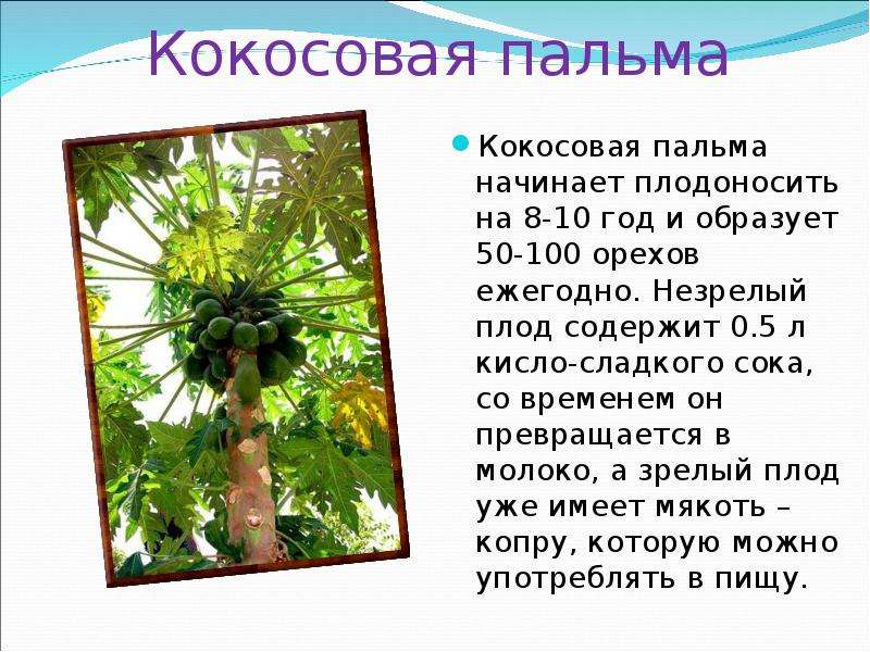 Буду пальмой текст. Сообщение про кокосовую пальму. Доклад про пальму. Кокосы на Пальме. Кокосовая Пальма очень кратко.