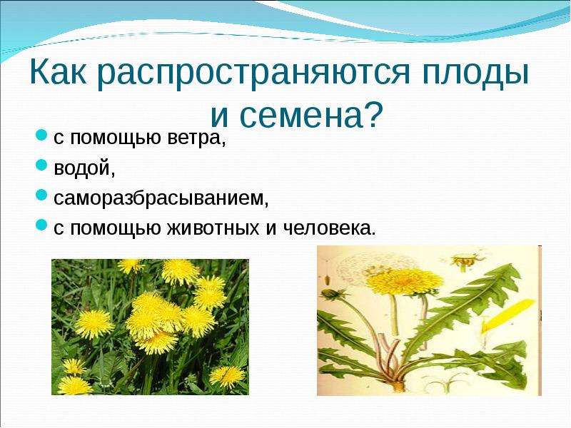 Какие плоды распространяются при помощи воды картинки