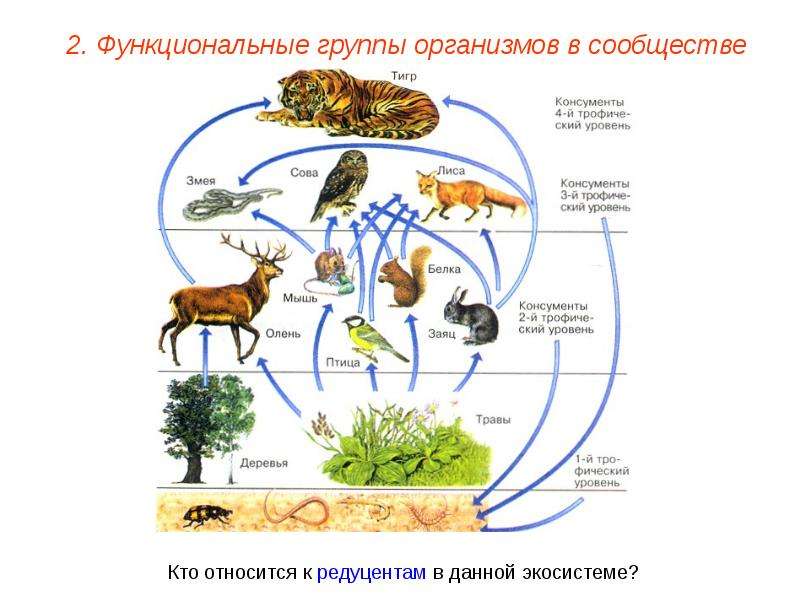 Пищевые связи в экосистеме 9 класс презентация