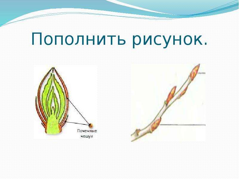 Побег рисунок биология