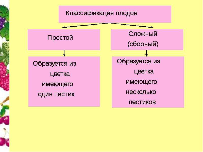 Схема классификации плодов 6 класс биология