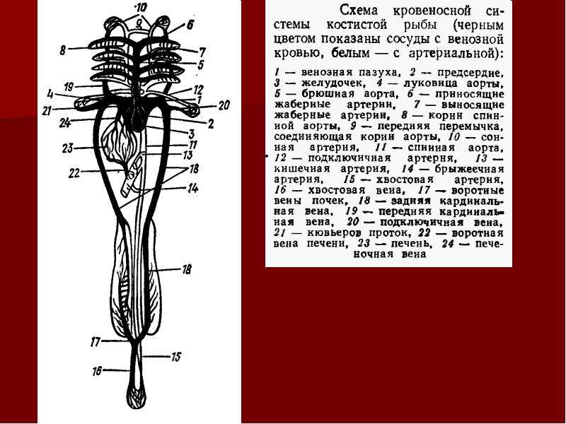 Схема кровеносной системы костистой рыбы