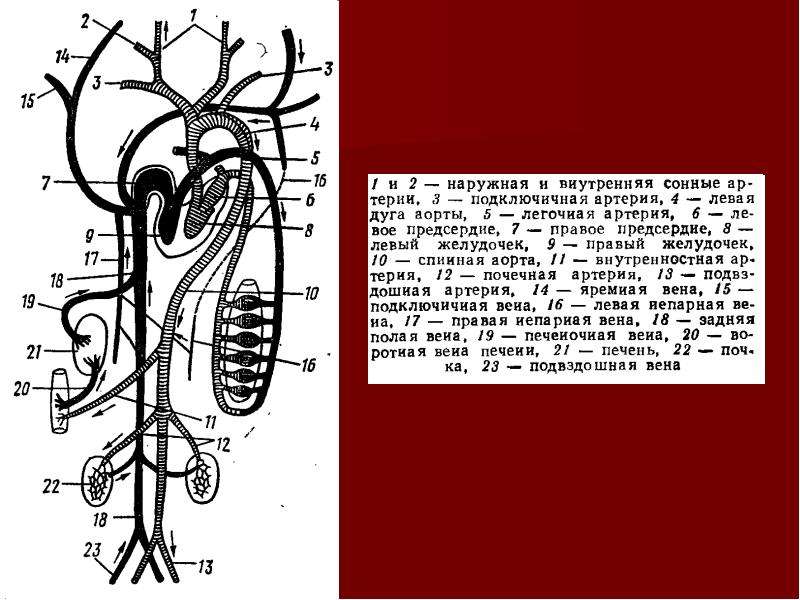 Схема кровеносной системы крысы