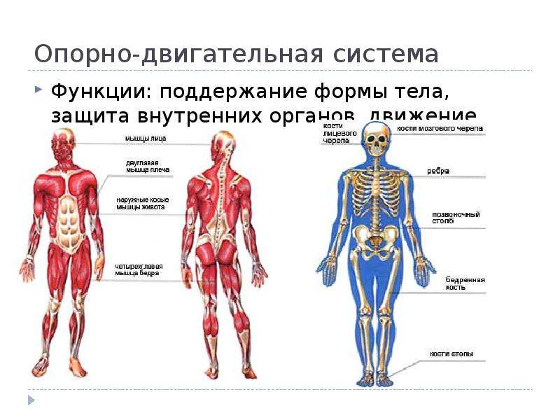 Органы движения. Опорно-двигательная система человека органы и функции. Органы опорно двигательной системы человека. Опорно двигательная система органов функции и строение. Опорно двигательная система мышц и их функции.