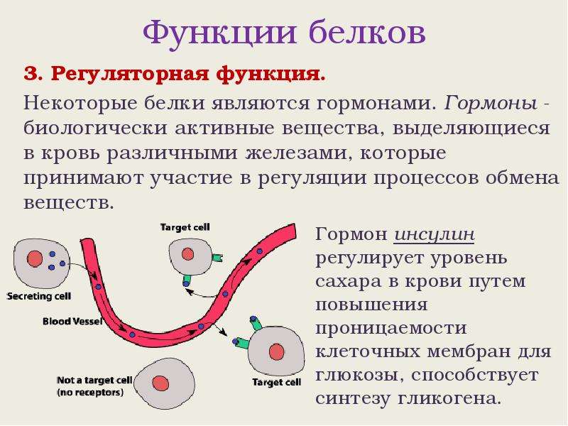 Функциями белка являются. Регуляторные функции белков. Регуляторная функция белка. Регуляторная функция белков. Функции белков Регуляторная функция.