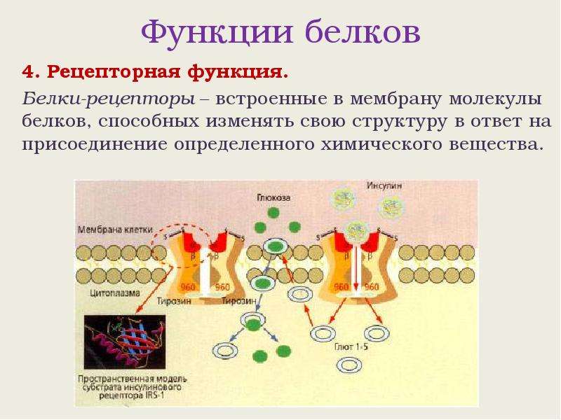 Белки функции