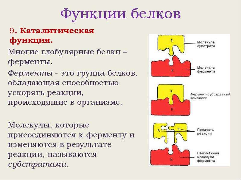 Ферментативная белков. Белки ферменты функции. Глобулярные белки функции в организме. Ферменты глобулярные белки. Ферментативная функция.