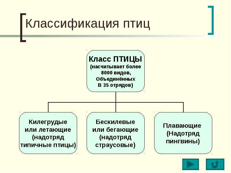 Систематика птиц презентация