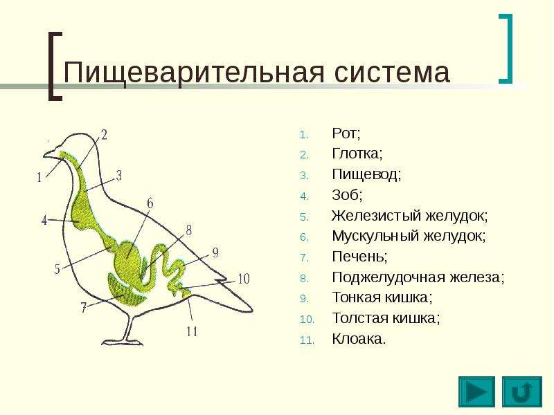 Схема пищеварительной системы птицы рисунок