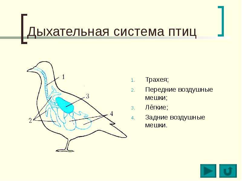 Дыхательная система птиц схема