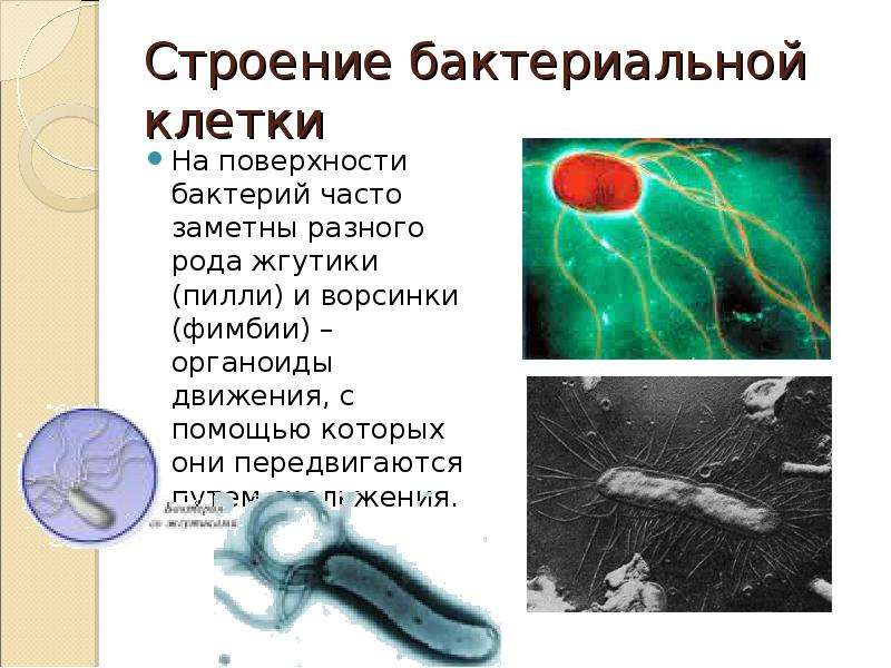 Клетки не имеющие жгутиков. Органоиды передвижения бактериальной клетки. Строение жгутиков прокариот. Жгутики бактерий. Жгутики бактерий функции.