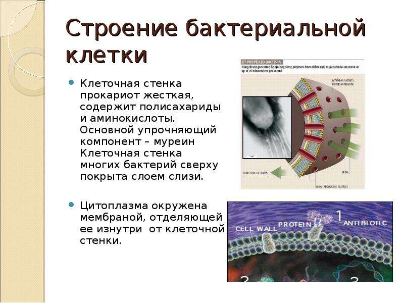 В составе клеточных оболочек содержится хитин. Муреин клеточная стенка. Муреин у бактерий. Прочность клеточной стенке придаёт муреин. Муреин это в биологии.