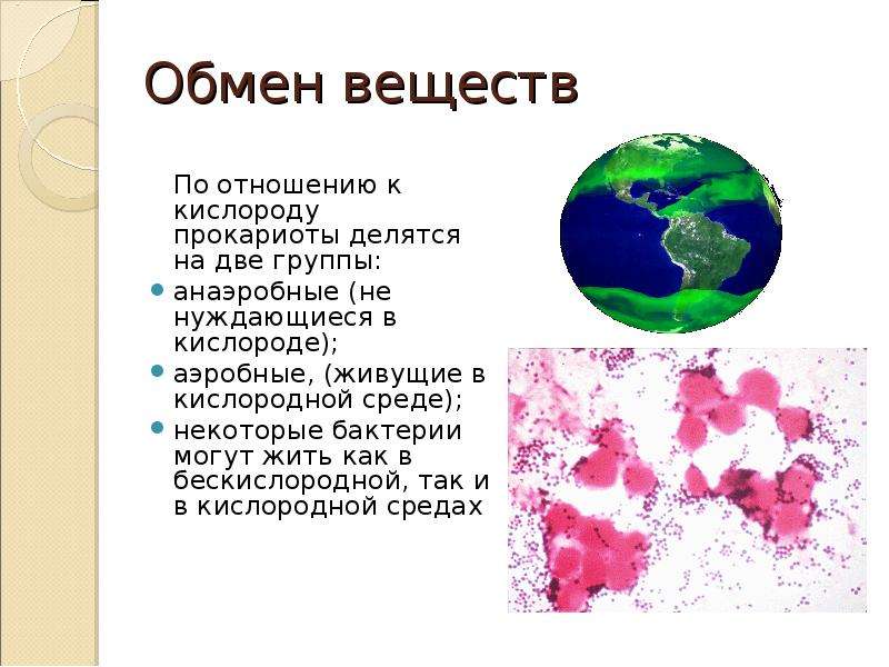 Отношение к кислороду. Отношение к кислороду прокариот. Обмен веществ отношение к кислороду прокариот. Отношение прокариотической клетки к кислороду. Классификация бактерий по отношению к кислороду воздуха.