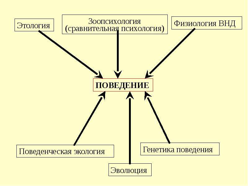 Психология животных. Зоопсихология и сравнительная психология. Поведение это в зоопсихологии. Зоопсихология сравнительная психология этология.