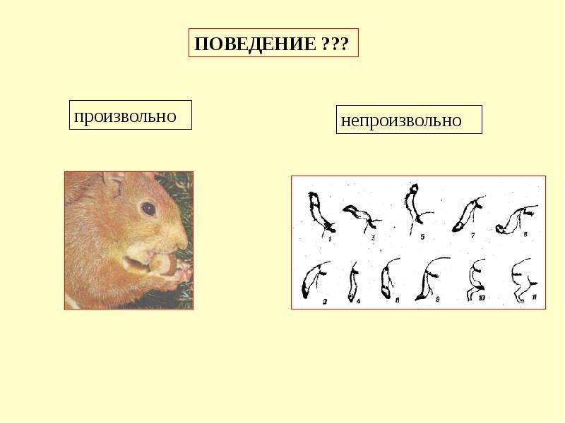 Произвольно и непроизвольно. Произвольно это. Непроизвольно поведение. Произвольный и непроизвольный разница.