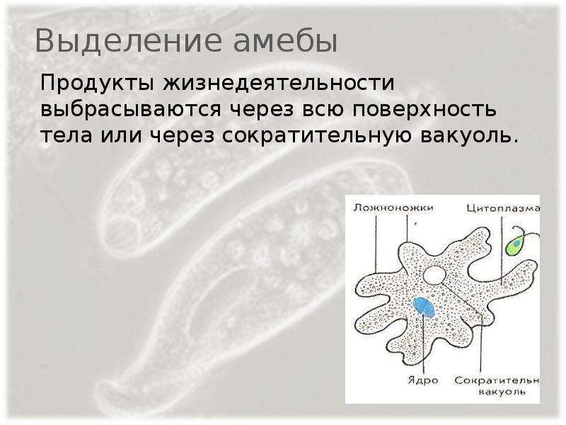 Какой процесс жизнедеятельности амебы изображен на рисунке