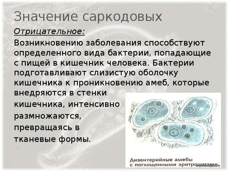 Саркодовые. Значение простейших Саркодовые. Роль в природе саркодовых. Саркодовые вызывают заболевания. Размножение саркодовых.