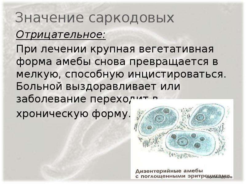 Саркодовые. Саркодовые вызывают заболевания. Половой процесс саркодовых. Значение амебы. Процессы жизнедеятельности саркодовых.