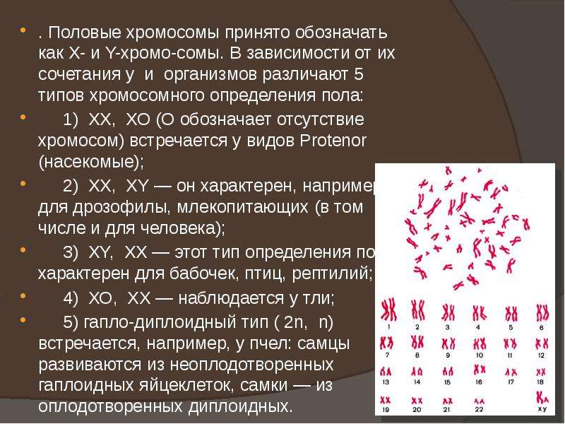 Хромосомное определение пола презентация 10 класс