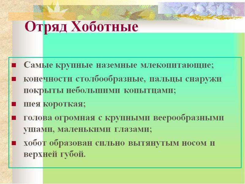 Отряд хоботные презентация