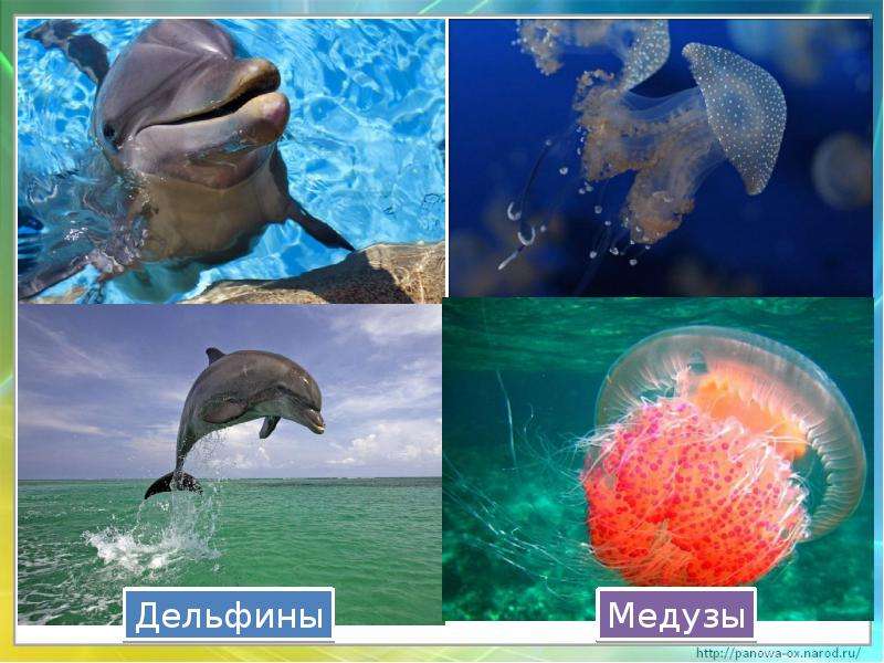 Черное море проект 4 класс