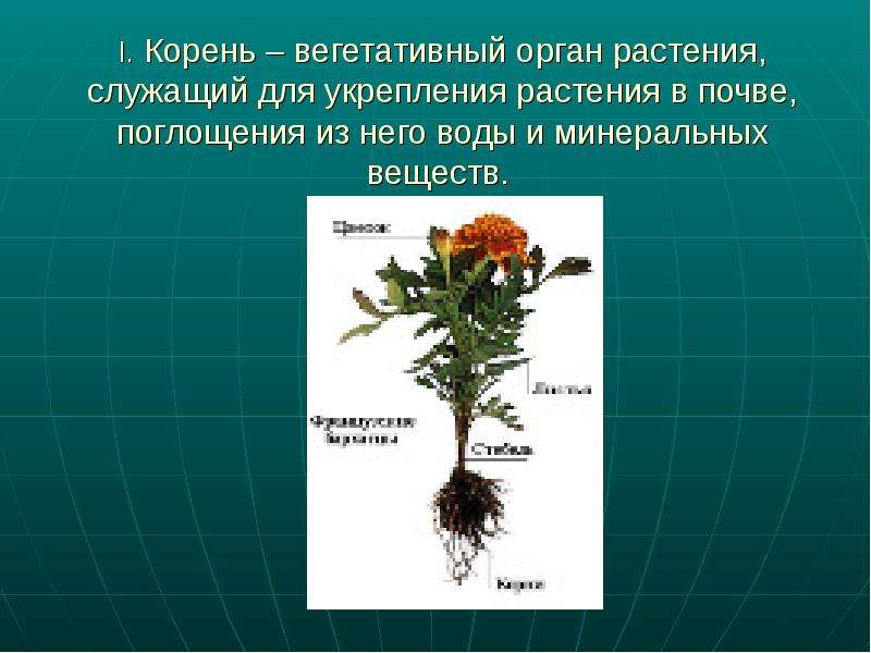 I. Корень – вегетативный орган растения, служащий для укрепления растения в почве, поглощения из нег