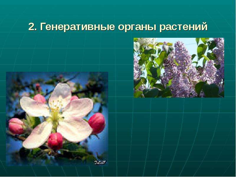 2. Генеративные органы растений