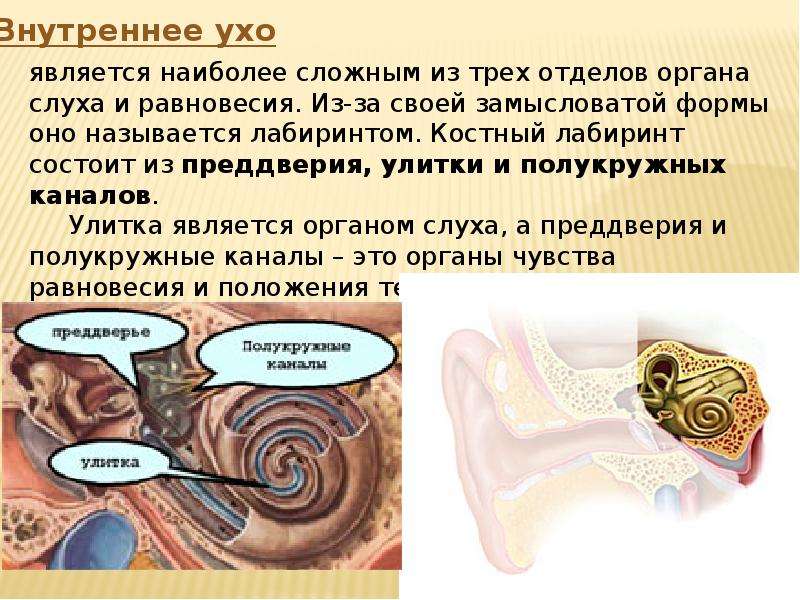 Внутреннее ухо равновесие. Внутреннее ухо улитка анатомия. Уши орган слуха. Доклад про слух. Презентация на тему органы слуха.