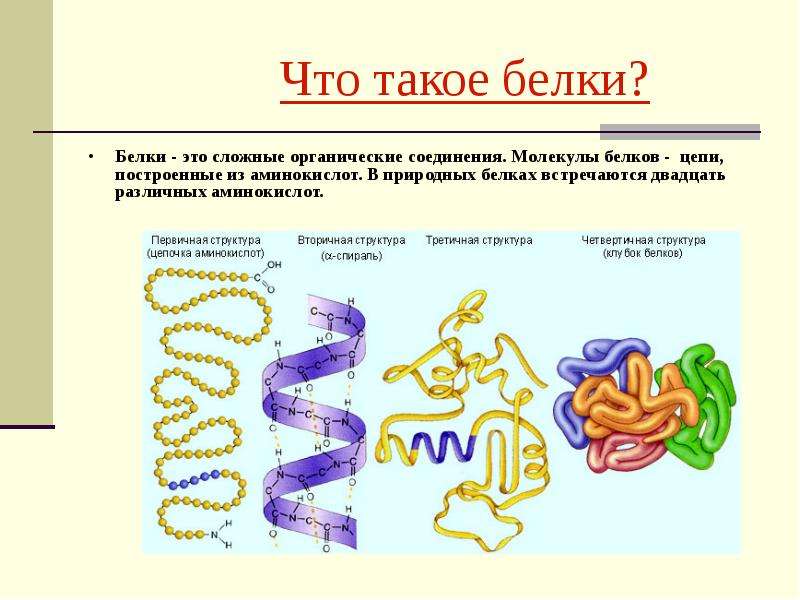 Белки основа жизни проект