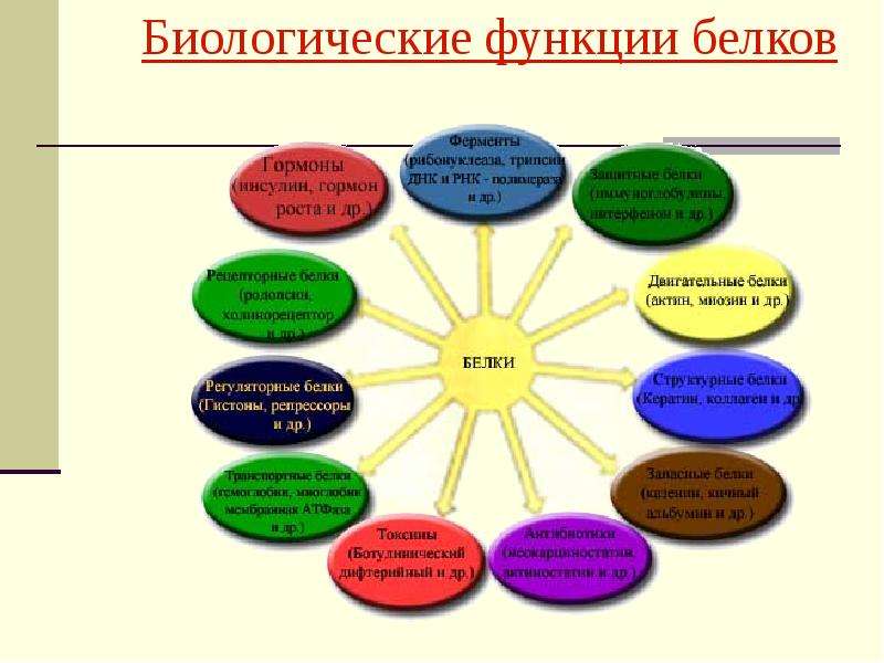 Биологическая функция белков презентация