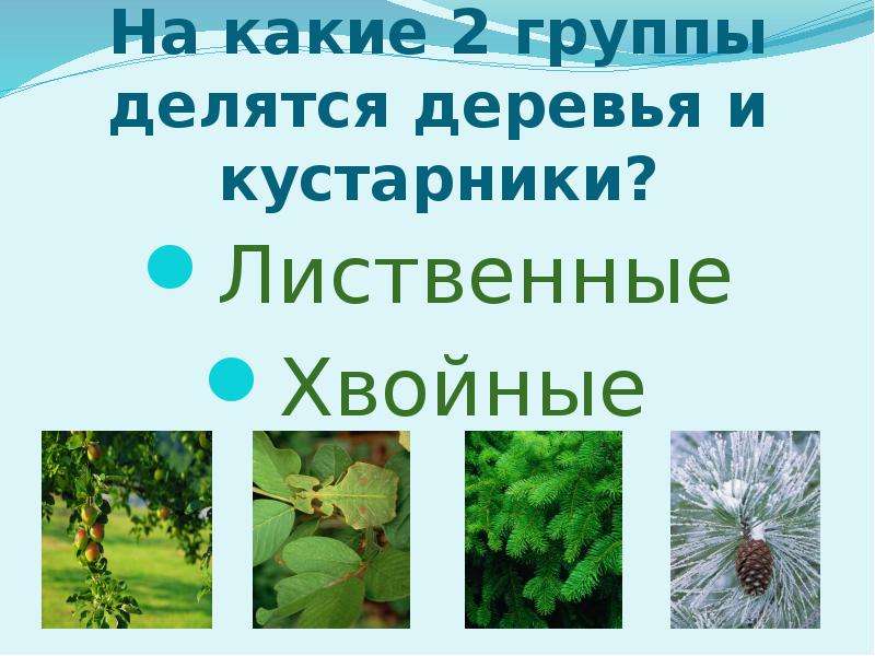 Разнообразие растений 1 класс. На какие группы делятся кустарники. Кустарники лиственные и хвойные. Деревья делятся на группы. Растения делятся на группы деревья.