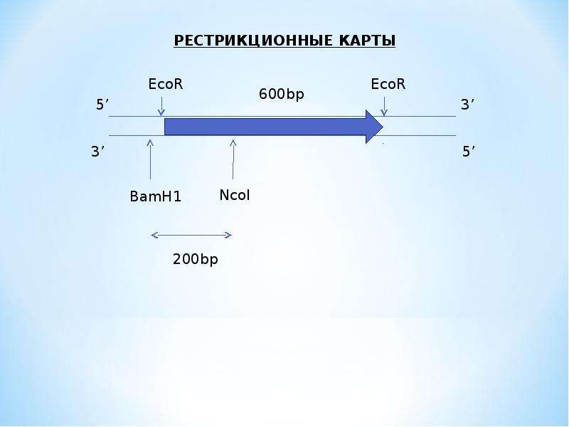 Рестрикционная карта хромосом