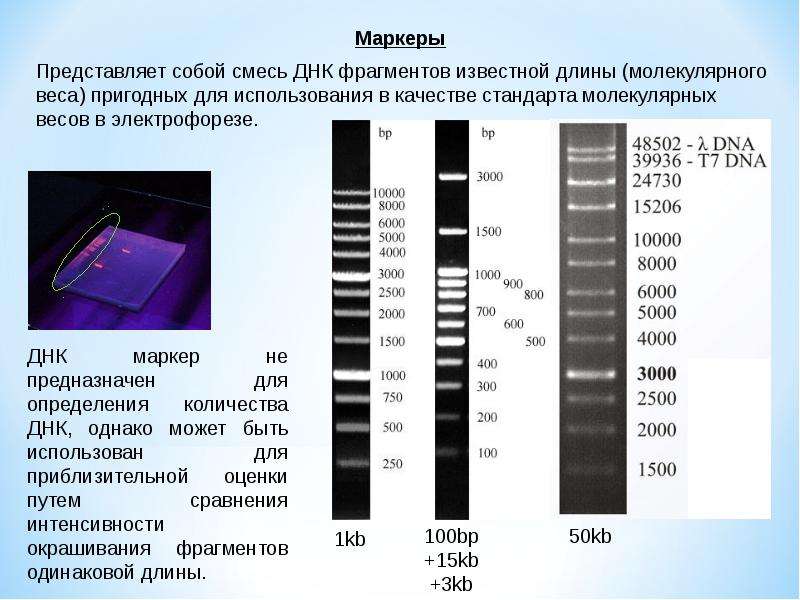 Днк 04.03 2024. Маркер молекулярного веса ДНК. Маркеры длин фрагментов ДНК 1kb. Типы ДНК маркеров. Электрофорез ДНК В агарозном геле.