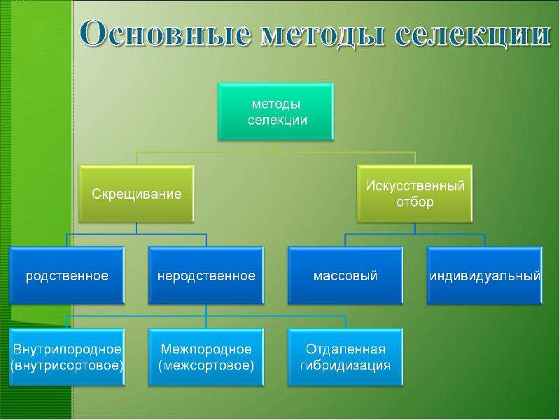 Основы селекции и биотехнологии презентация 9 класс