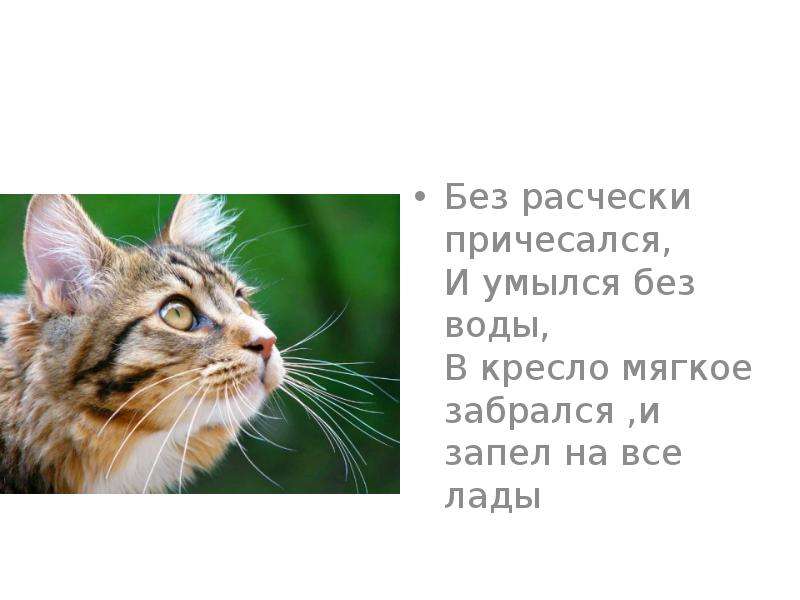 Без расчески причесался и умылся без воды в кресло