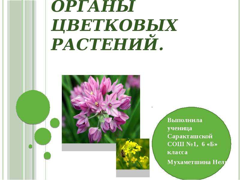 Органы цветковых. Органы цветковых растений 6 класс биология. Органы цветкового растения 6 класс. Презентация по биологии органы растений. Презентация 6 класс биологии органы цветковых растений.