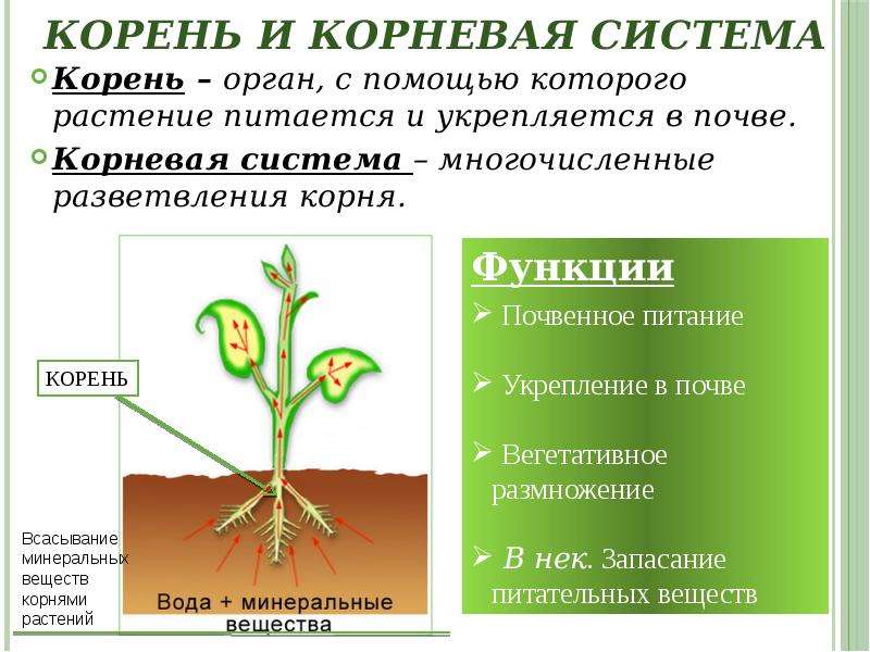 Органы цветкового растения 6 класс биология презентация