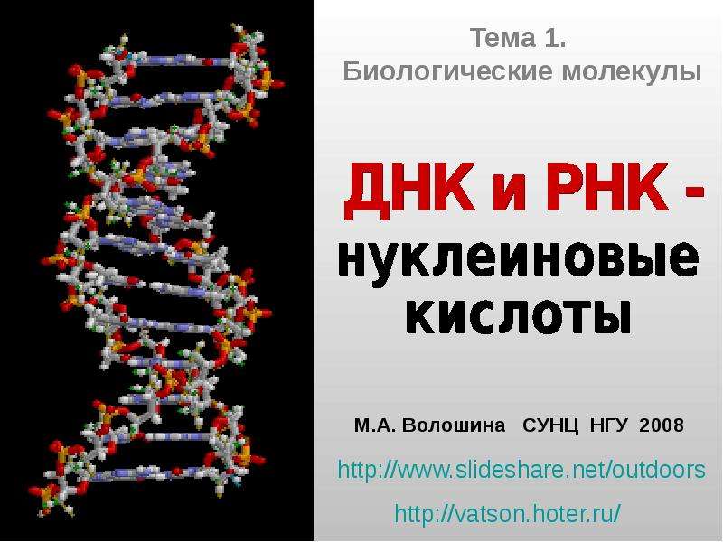 Презентация по днк