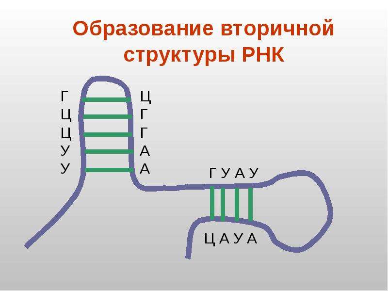 Вторичная рнк. Структура РНК. Вторичная структура РНК. Схема строения РНК. Строение ТРНК.