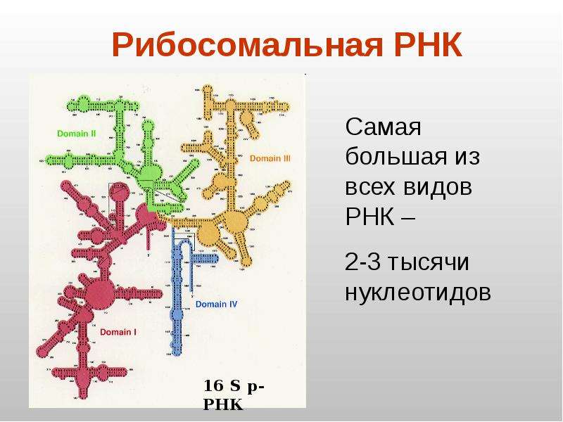 Рнк презентация 10 класс