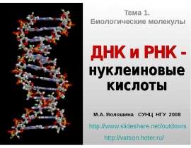 ДНК и РНК - - презентация