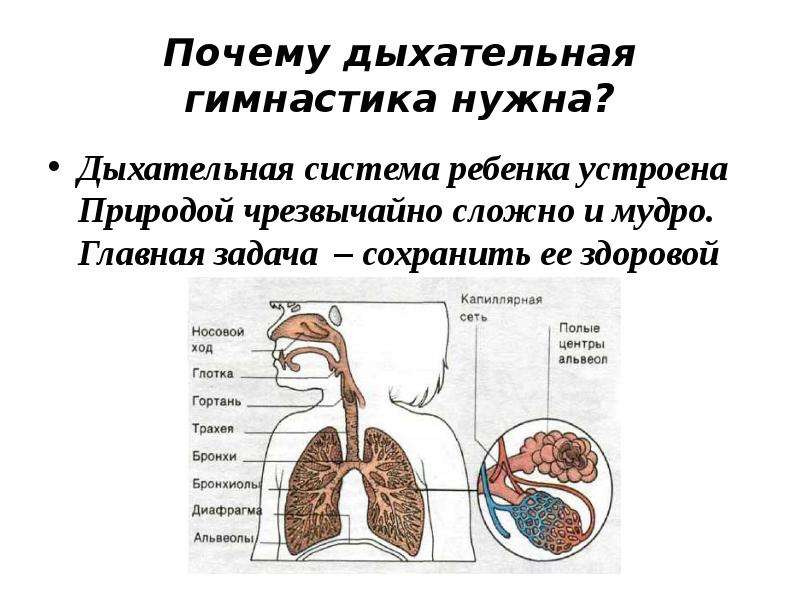 Развитие дыхательной системы. Дыхательные упражнения для дыхательной системы. Дыхательная система ребенка. Занятие для дыхательной системы. Упражнения на дыхательную систему для детей.