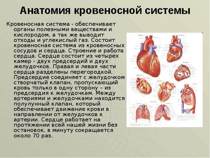 Сосуды сердца 8 класс