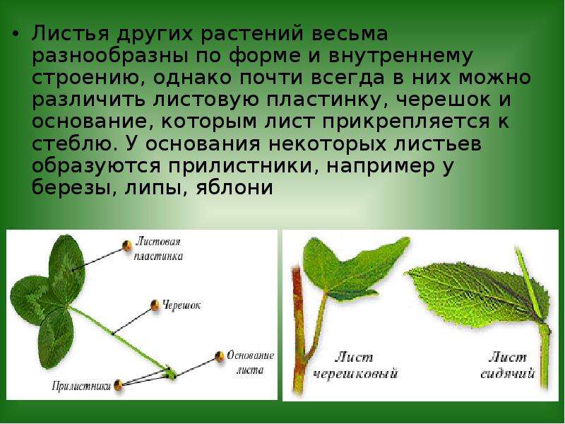 Лист образован. Типы прикрепления листьев к стеблю. Прикрепление листьев к стеблю черешковый. Лист прикрепляется к стеблю:. Способы прикрепления листьев к стеблю.