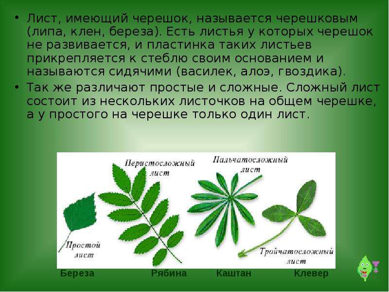 Действия листьев. Лист рябины черешковый или сидячий. Сидячий лист сложный лист. Листья имеют черешок. Лист не имеющий черешка называется.