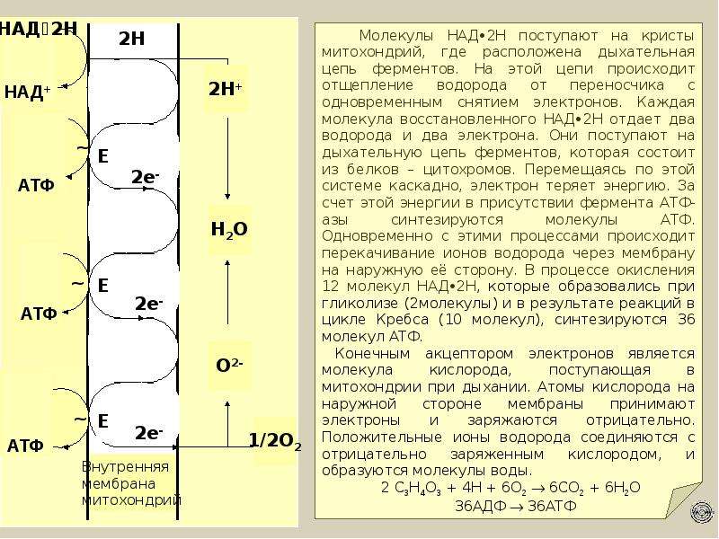 Энергия окисления органических веществ. Окисление переносчиков водорода. Процесс окисления водорода. В результате клеточного дыхания (окисления) образуется:. Соединение водорода с переносчиком.