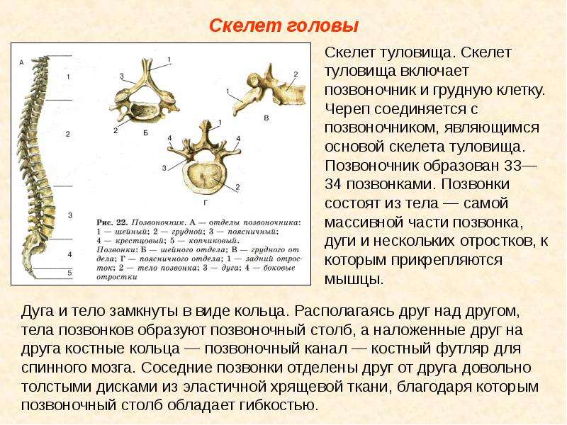 Скелет презентации это